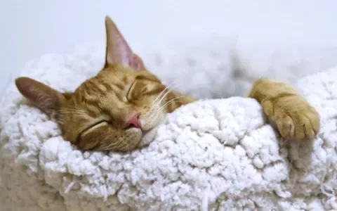 Artrose bij de kat: herkennen en behandelen