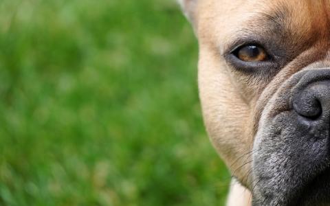 Tien fokkers van Franse bulldogs geïnspecteerd door NVWA