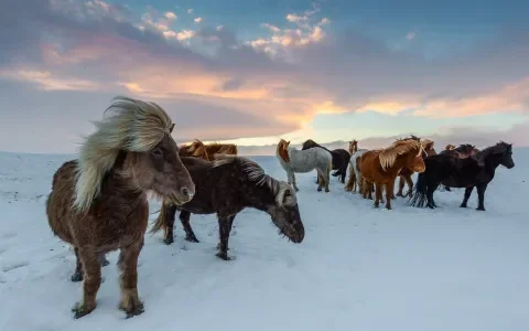 Dit deden we in 2021 voor de paarden!