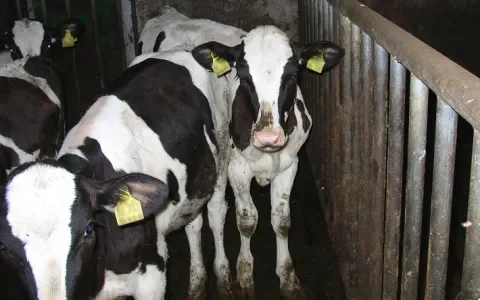 Longontsteking voorkomen is beter dan genezen, vooral voor de kalfjes zelf