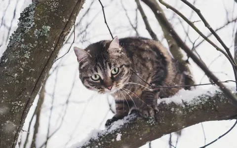 Dit deden we in 2021 voor de katten!