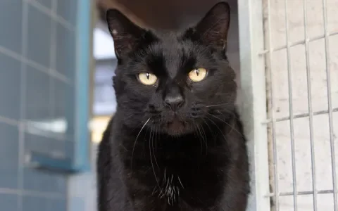 Forse kater zoekt sportpartner