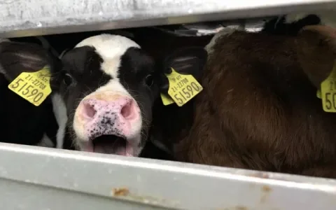 Europees Parlement wil strengere regels en meer toezicht op veetransporten