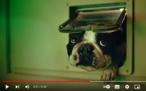 Geen kortsnuitige honden meer in reclames KPN!