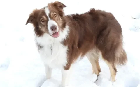 Dagboek van Nalani, een bordercollie met epilepsie