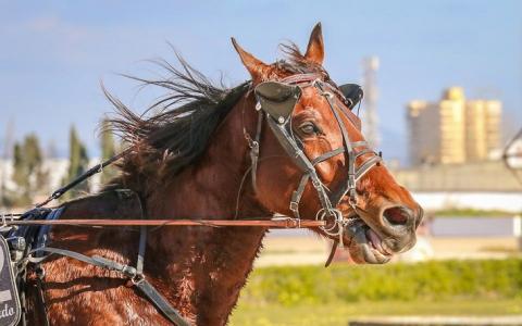 Gemeente Utrecht weigert subsidie paardenrace vanwege dierenwelzijn