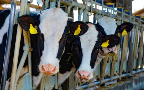 Reclame Code Commissie: zuivelsector misleidt consument over klimaatimpact zuivel