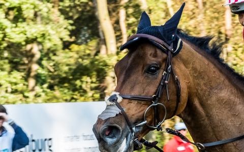 Chronische schade in de mond bij paarden in topsport