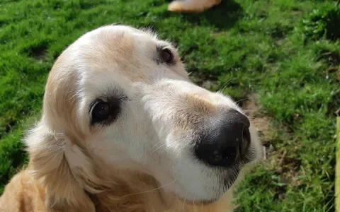 Gelukkig heb ik niet met mijn golden retriever Kate gefokt!