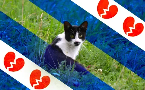 Waarom schiet Friesland katten dood?
