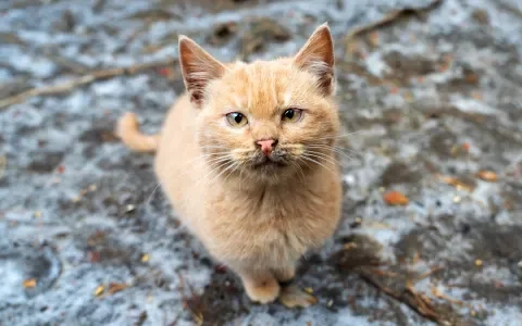 Zwerfkatten: afschieten is geen oplossing!