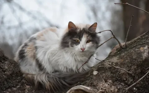 Dier&Recht neemt afschot zwerfkatten onder vuur