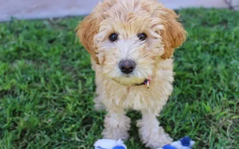 Universiteit Utrecht onderzoekt epilepsie onder labradoodles