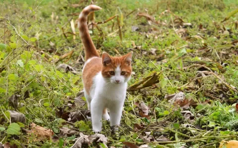 Vijf redenen om je kat te laten castreren