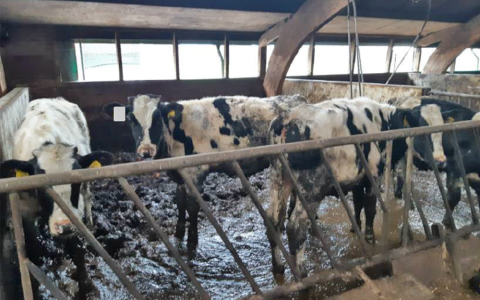 Overheid gedoogt jarenlange dierverwaarlozing op probleemboerderijen