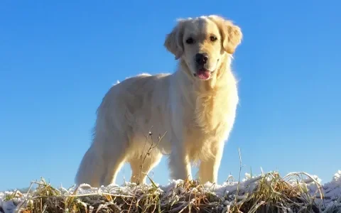 "Onze golden retriever Famke stierf aan kanker; twee nestgenoten lijden aan epilepsie"