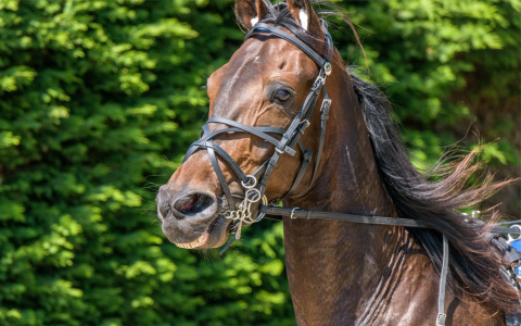 Drafraces: zo herken je pijn en stress bij paarden