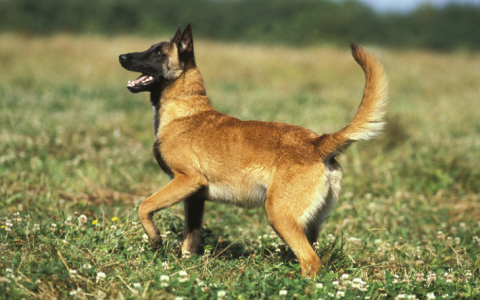 Belgische herdershond / Mechelse herder