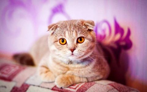 Scottish fold-katten per 2025 verboden
