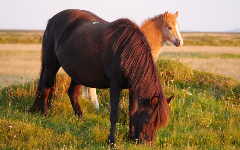 IJslandse bloedwinning eist elk jaar paardenlevens