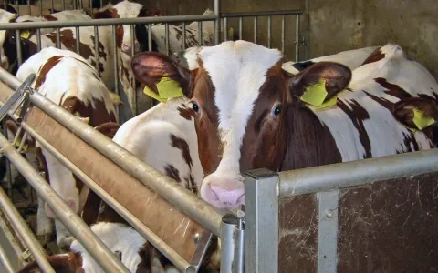 Goed nieuws: dierenonderwerpen niet uitgesteld tot nieuw kabinet