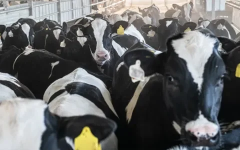 Tweede Kamer wil einde aan import kalfjes