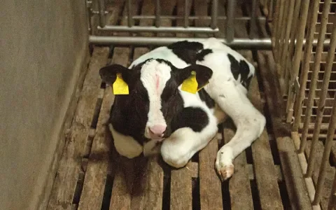 DierenDebat wil meer aandacht voor dierenwelzijn bij politieke partijen