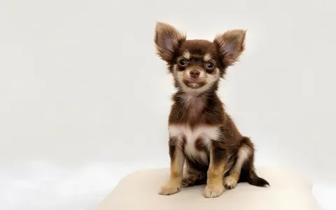 Succes: eerste chihuahuafokker bestraft voor fokken met te korte snuit