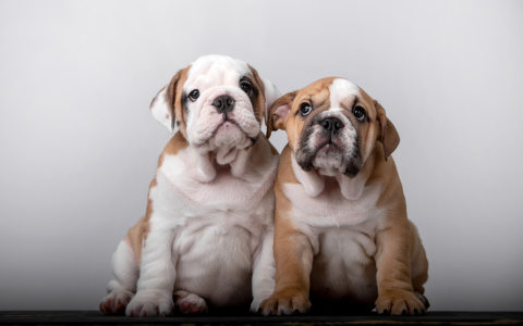 Zesduizend euro boete voor Engelse bulldogfokker