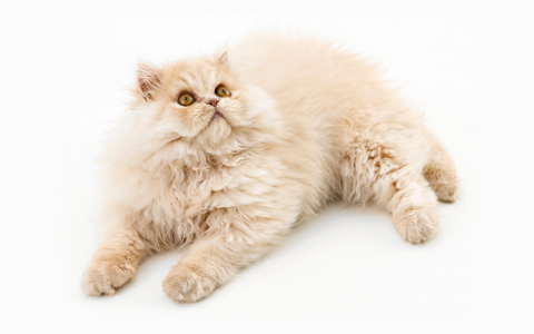 Wanneer is de snuit van een kortsnuitige kat te kort?