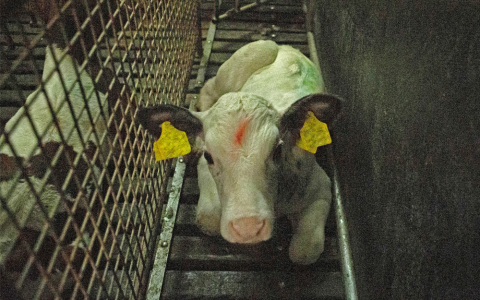 Ierse veesector ziet beter dierenwelzijn als bedreiging
