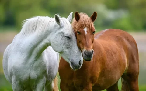 Beter leven voor paarden op manages