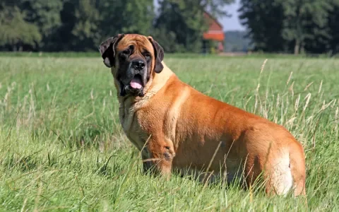 Helft mastiffs krijgt pijnlijke erfelijke ziekte