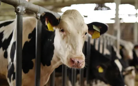 Rechter grijpt in na gruwelijke dierenverwaarlozing: "U mag nooit meer runderen houden"