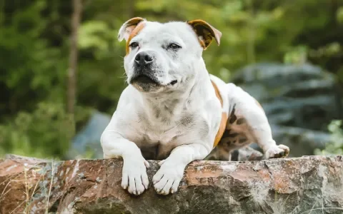Staffordshire bullterriër