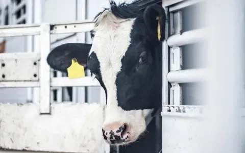 Boetes voor vervoer van ernstig gewonde runderen