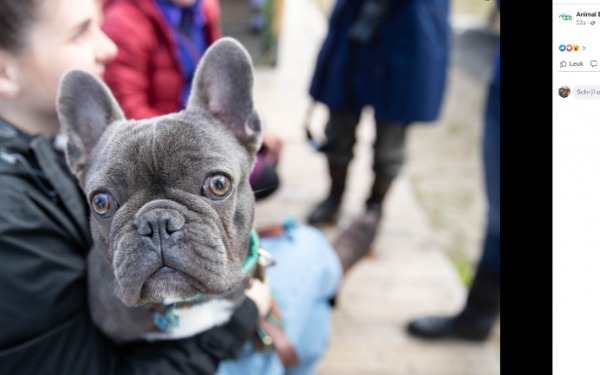 Stichting Animal Event