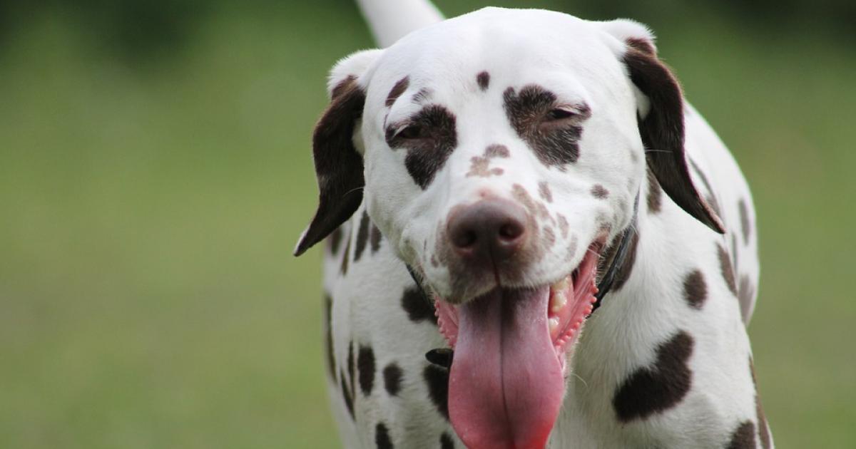 Aanvankelijk Stroomopwaarts Kansen Dalmatische hond, dalmatiër | Dier&Recht