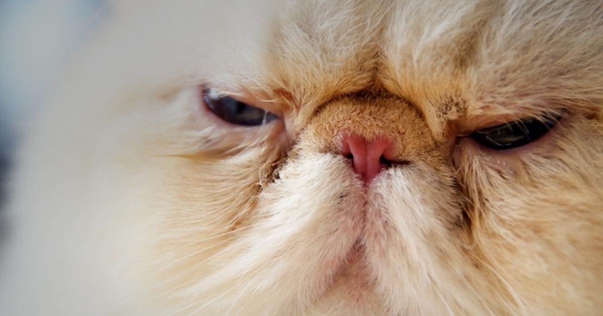 Болезни персидских кошек. У котят текут глаза