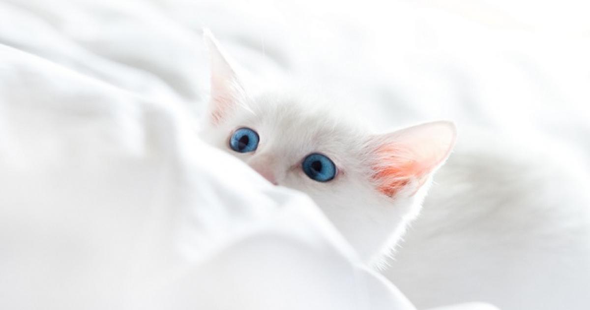 Pest Higgins Onderdrukking Witte (ras)katten zijn vaker doof | Dier&Recht