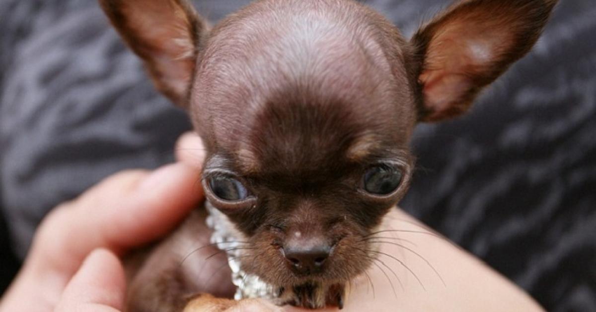Kleinste hond ter wereld: Chihuahua Milly | Dier&Recht