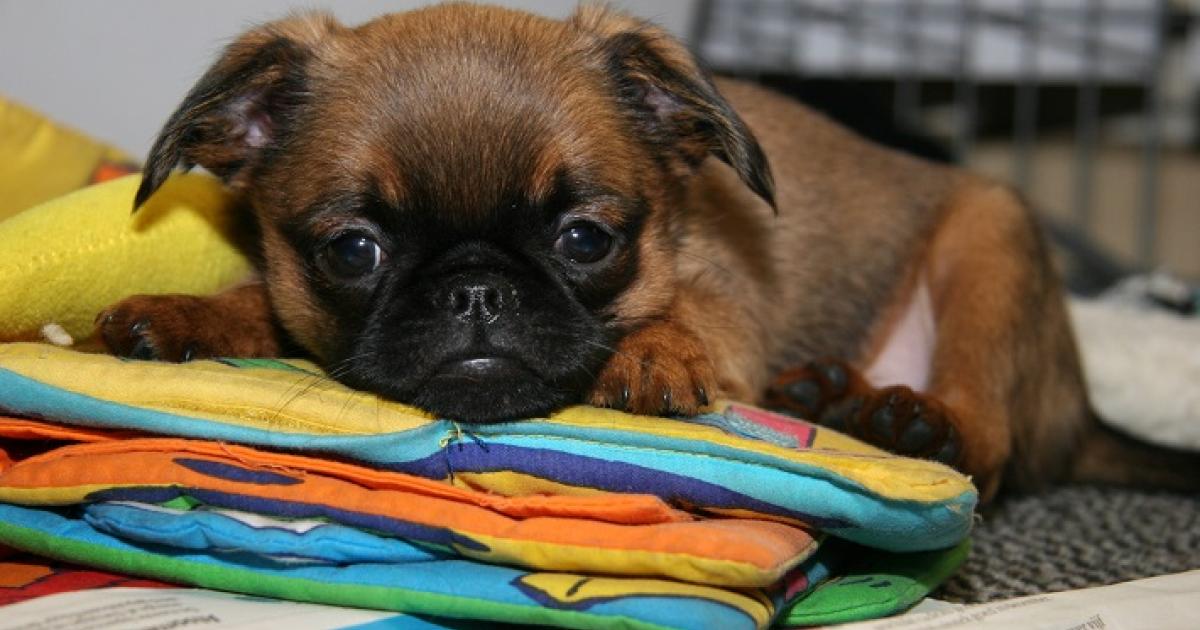 Een pup kopen via Marktplaats: hoe herken je buitenlandse pups die afkomstig van hondenhandel? | Dier&Recht