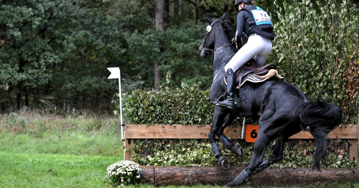 ondersteboven ZuidAmerika Gietvorm Hoe leuk is paardensport als paarden ervoor sterven? | Dier&Recht ondersteboven ZuidAmerika Gietvorm Hoe leuk is paardensport als paarden ervoor sterven? | Dier&Recht