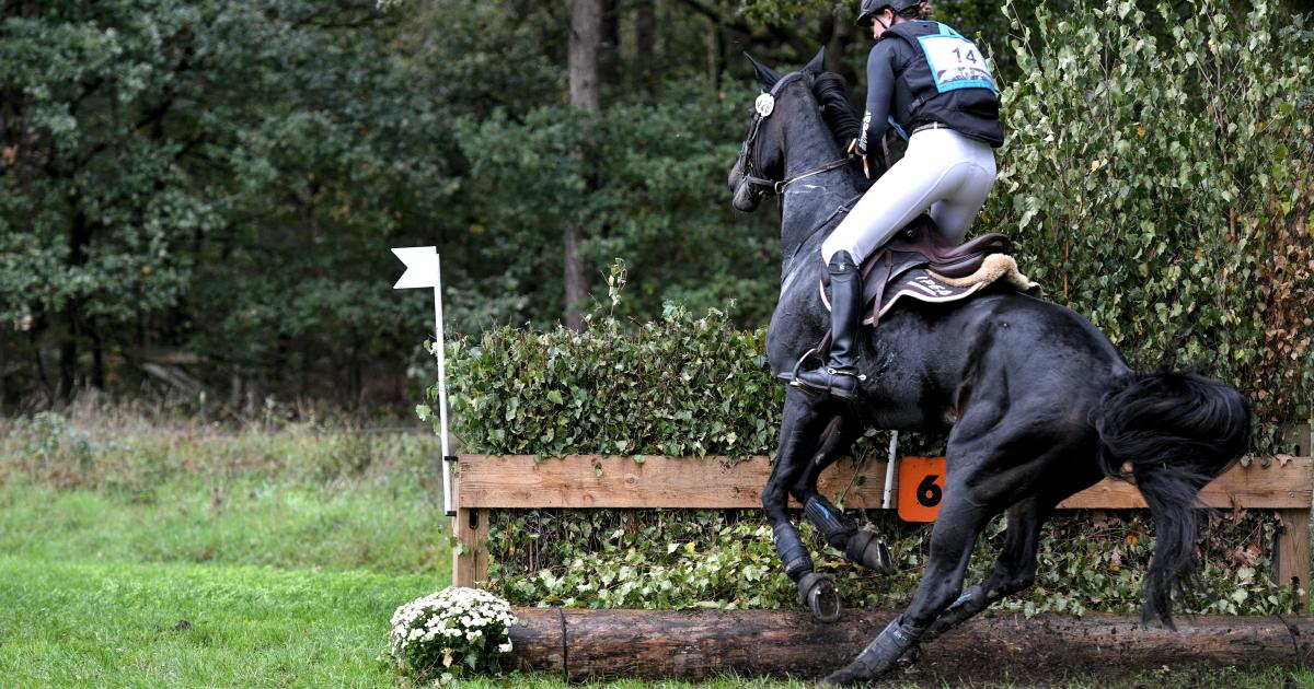 weigeren Productief Arab Hoe leuk is paardensport als paarden ervoor sterven? | Dier&Recht