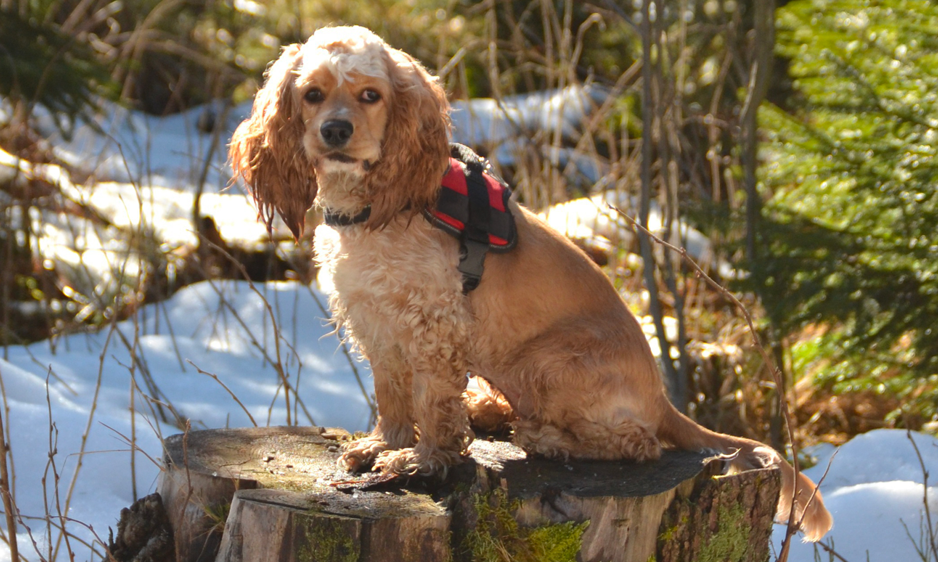 Foto van Amerikaanse cocker spaniel