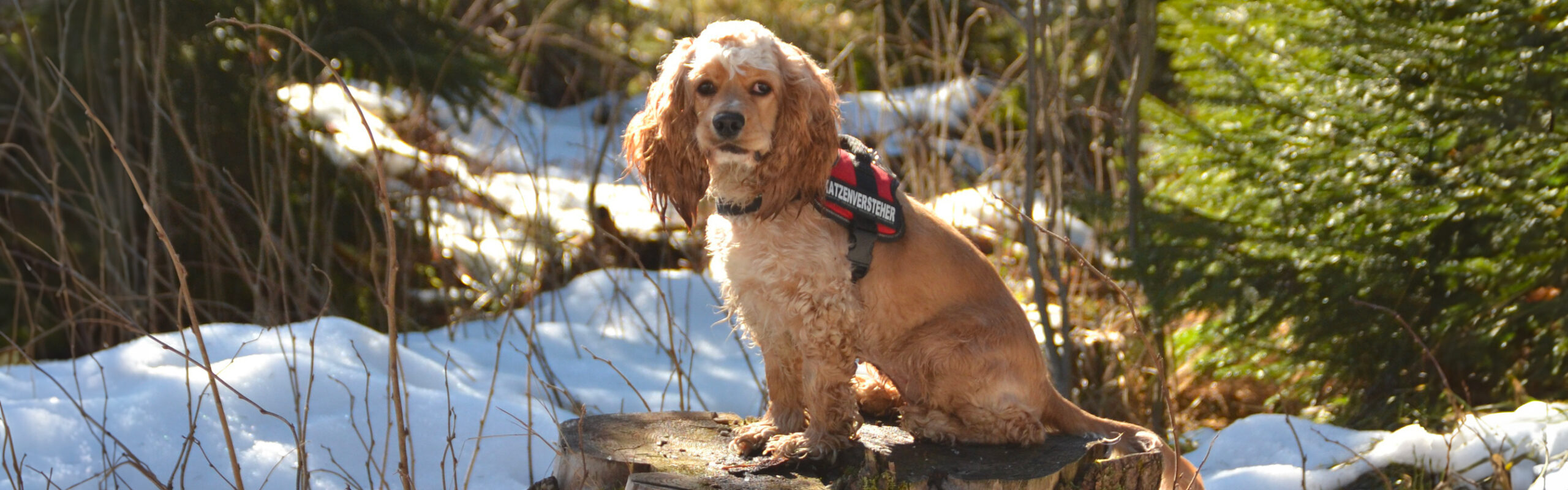 Amerikaanse cockerspaniël RashondenWijzer