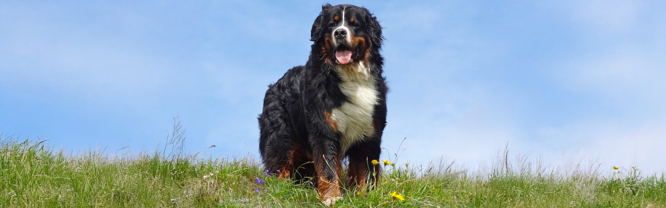 Berner sennenhond RashondenWijzer