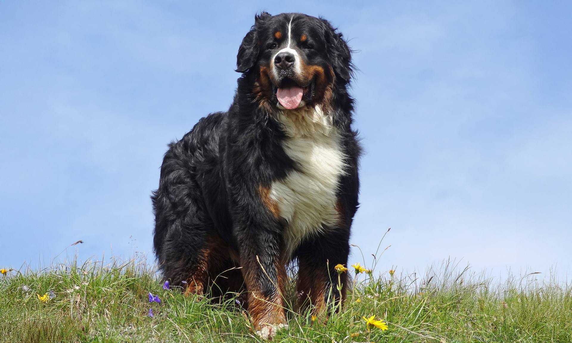 Foto van Berner sennenhond