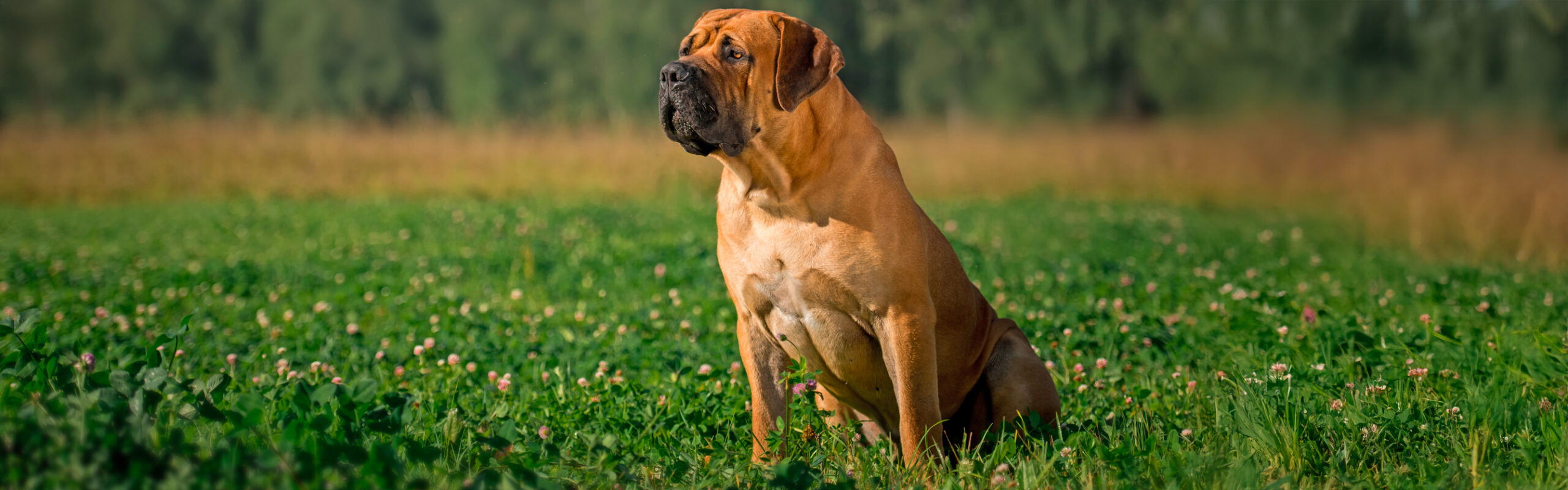 Boerboel RashondenWijzer