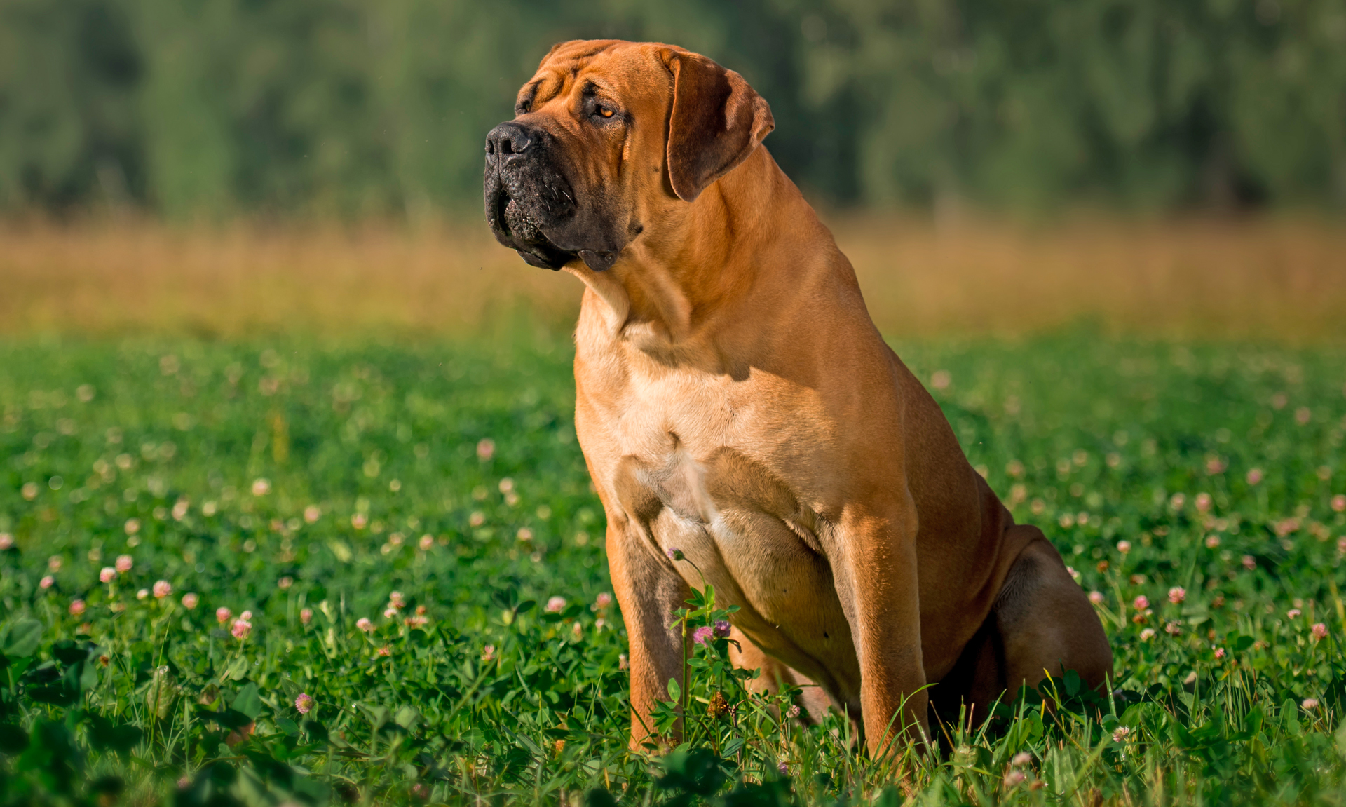 Foto van Boerboel